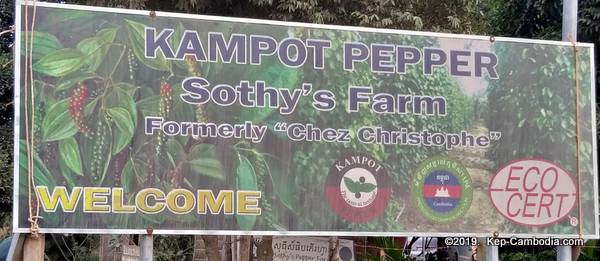Sothy's Farm.  Kampot Pepper grown in Kep, Cambodia.