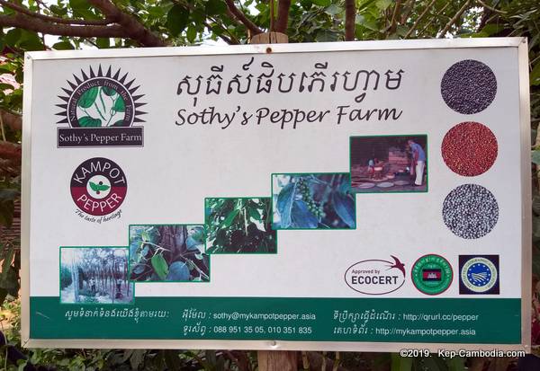Sothy's Farm.  Kampot Pepper grown in Kep, Cambodia.