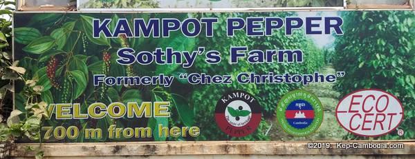 Sothy's Kampot Pepper Farm.  Kampot Pepper grown in Kep, Cambodia.