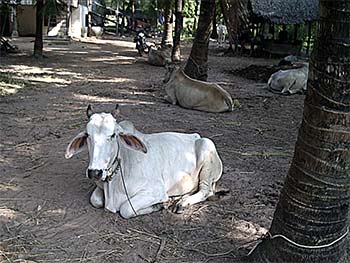 cows at the retirement home in kampot