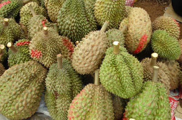 kampot durian fruit