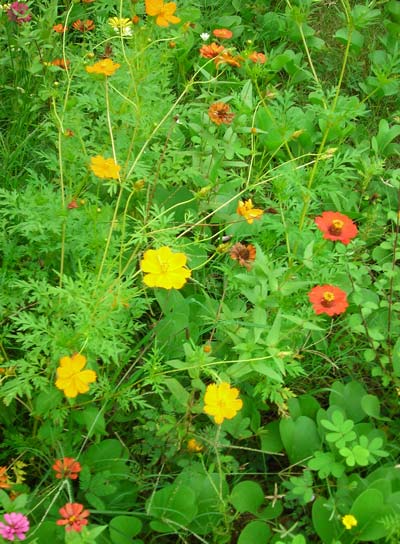 cambodian wildflowers in kep, cambodia
