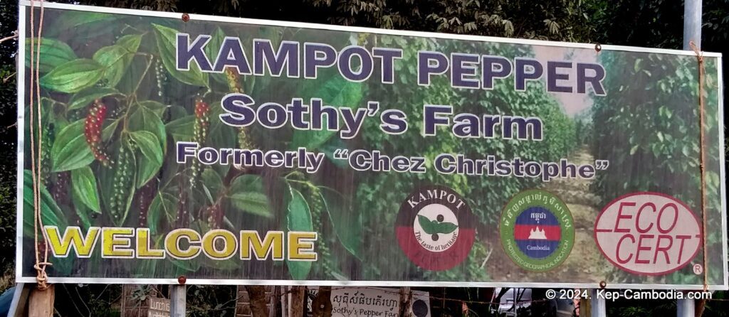 Sothy's Pepper Farm in Kep, Cambodia. Kampot Pepper.
