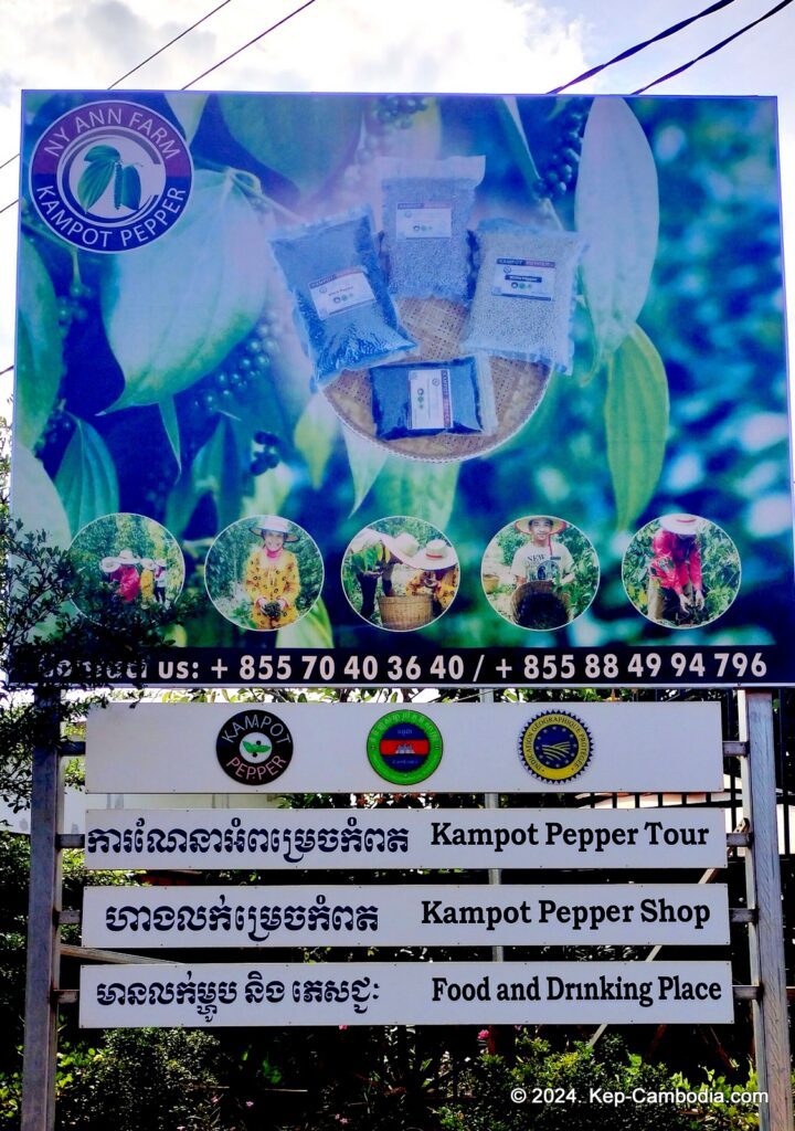 Ny Ann Pepper Plantation in Kep, Cambodia. (Kampot)