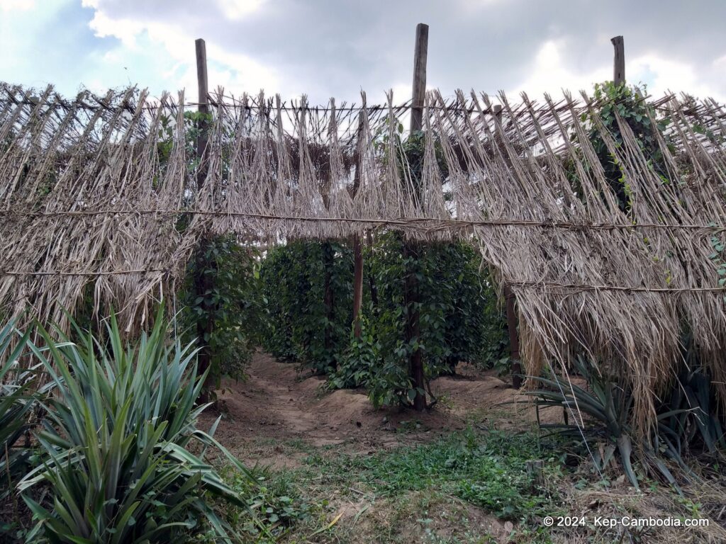 Sothy's Pepper Farm in Kep, Cambodia. Kampot Pepper.