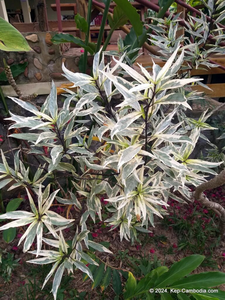 Atmaland Resort in Kep, Cambodia.