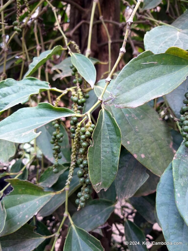 Sothy's Pepper Farm in Kep, Cambodia. Kampot Pepper.