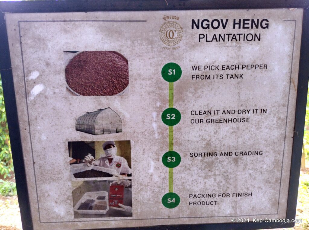 Ngov Heng Pepper Plantation in Kep, Cambodia.