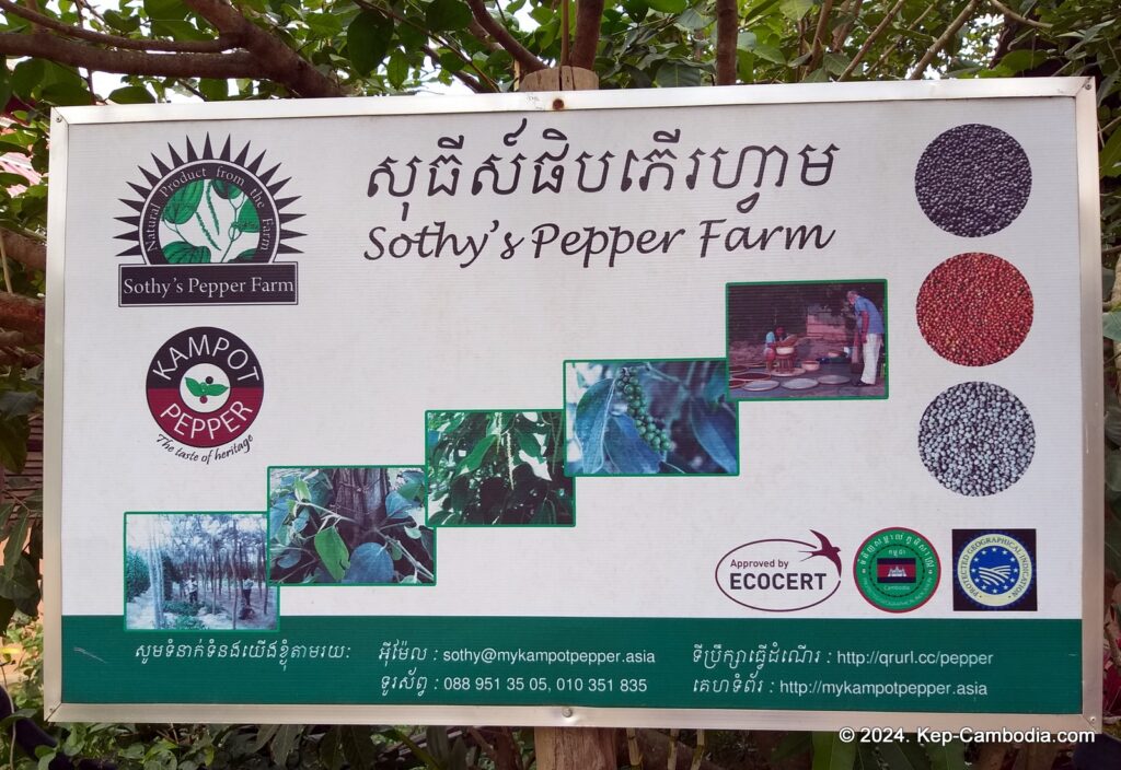 Sothy's Pepper Farm in Kep, Cambodia. Kampot Pepper.