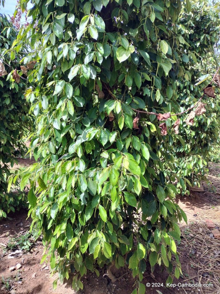 Ngov Heng Pepper Plantation in Kep, Cambodia.