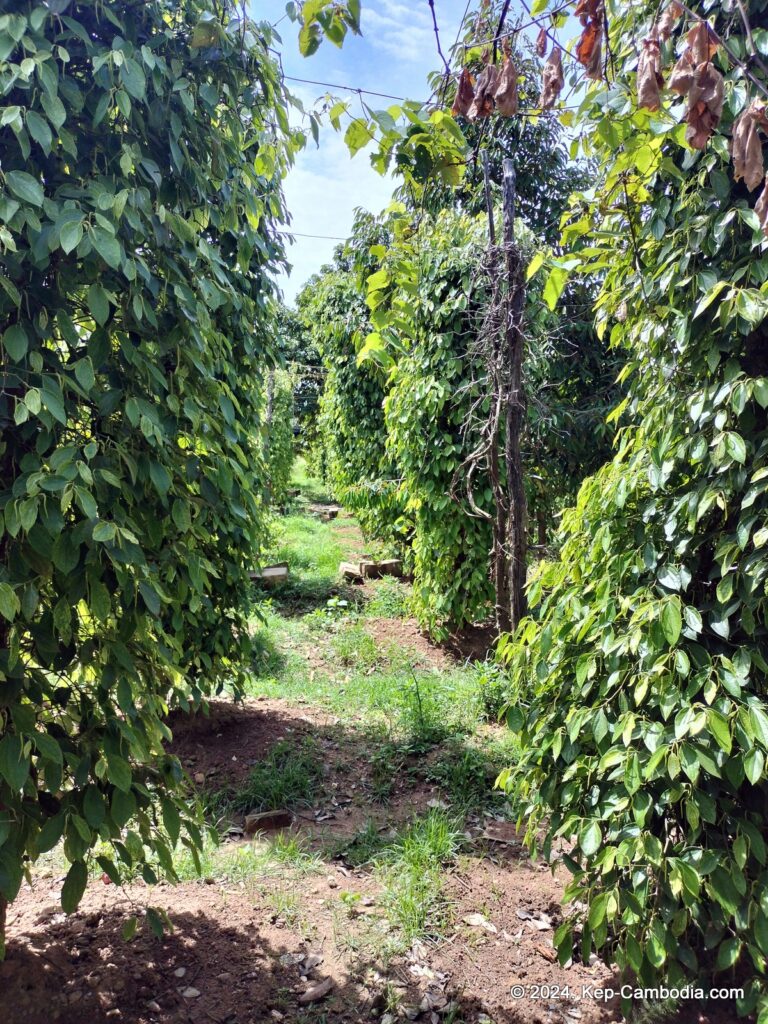 Ngov Heng Pepper Plantation in Kep, Cambodia.