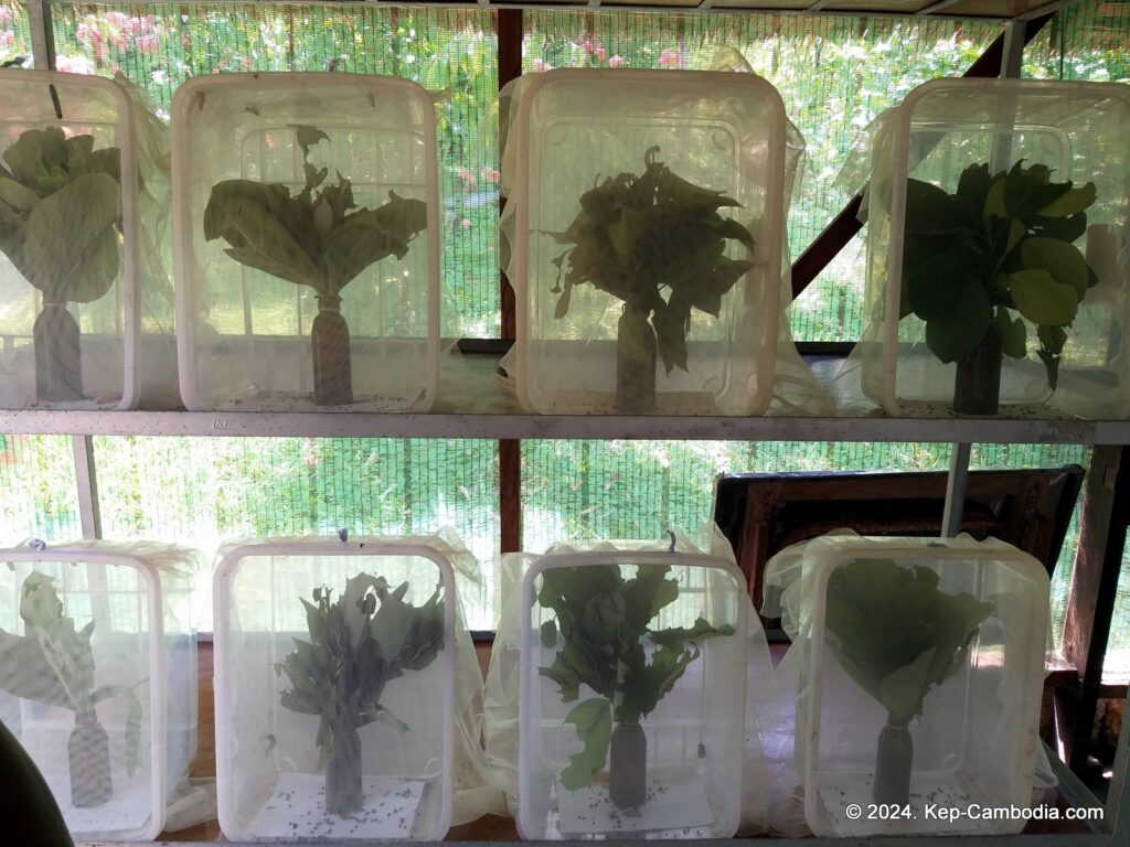 Kep Butterfly Garden in Kep, Cambodia.