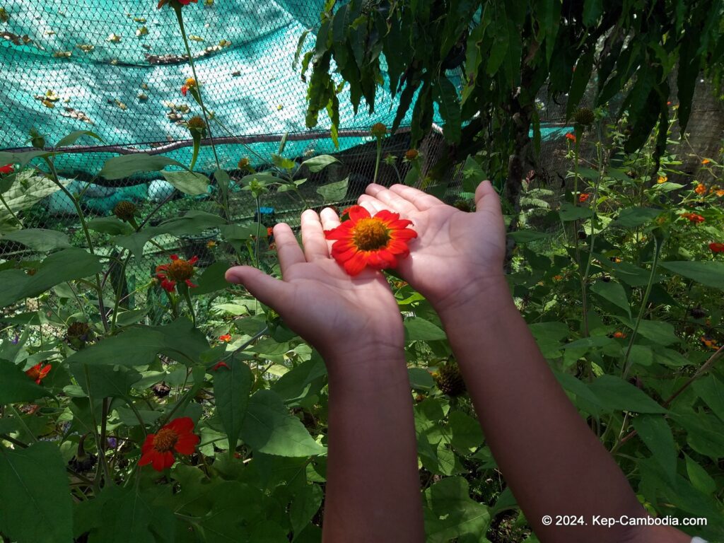 Kep Butterfly Garden in Kep, Cambodia.