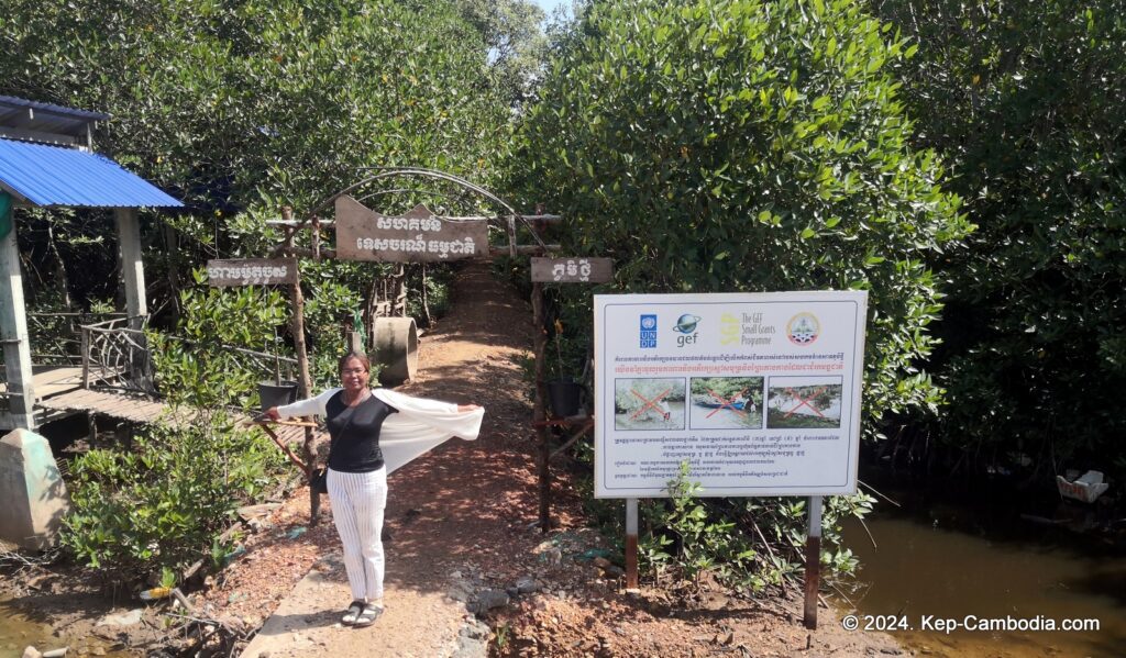 Mangrove forest in Kep, Cambodia.