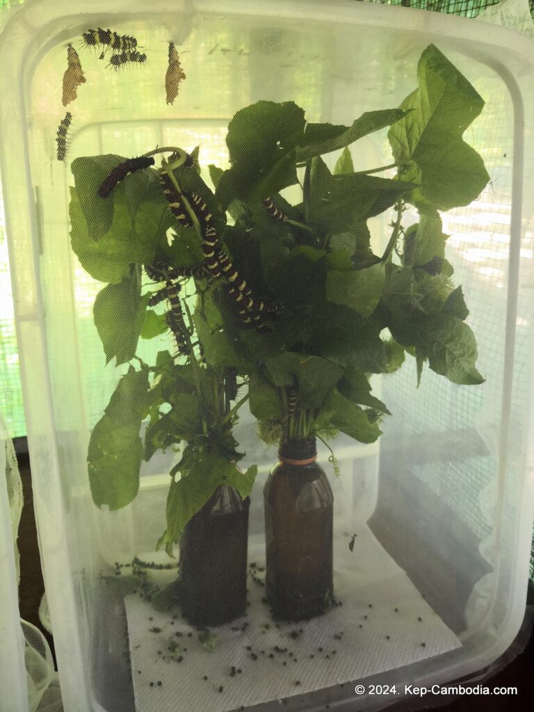 Kep Butterfly Garden in Kep, Cambodia.