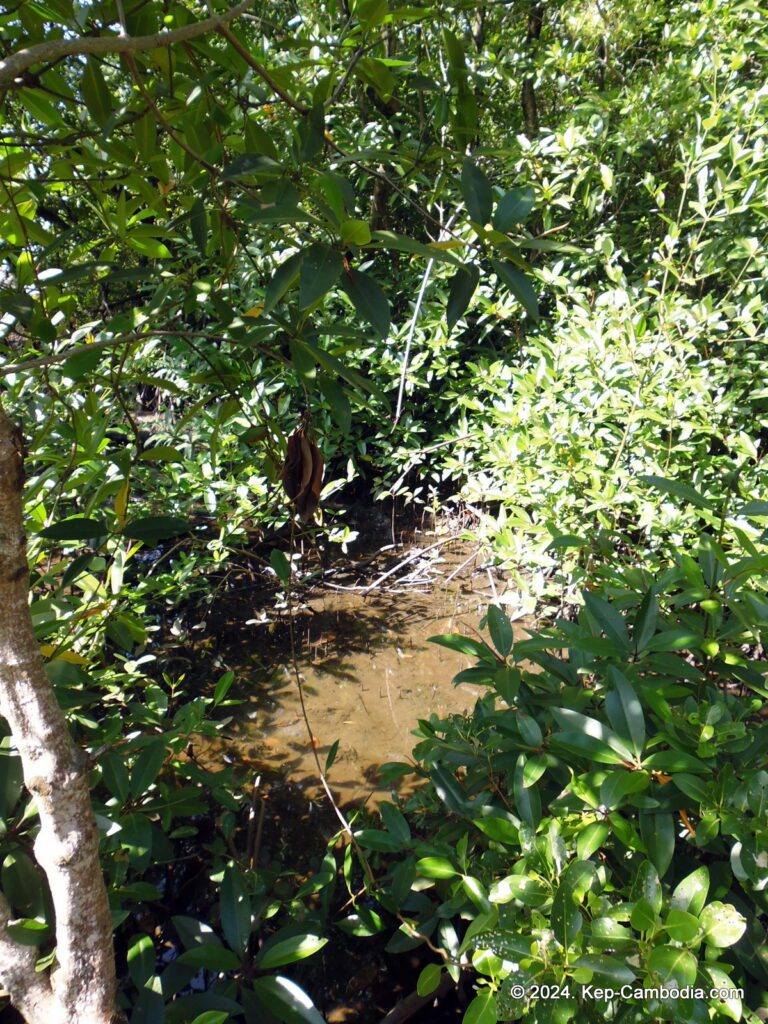 Mangrove forest in Kep, Cambodia.