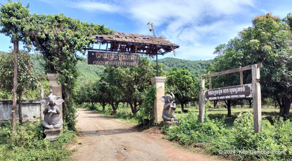 Ngov Heng Pepper Plantation in Kep, Cambodia.