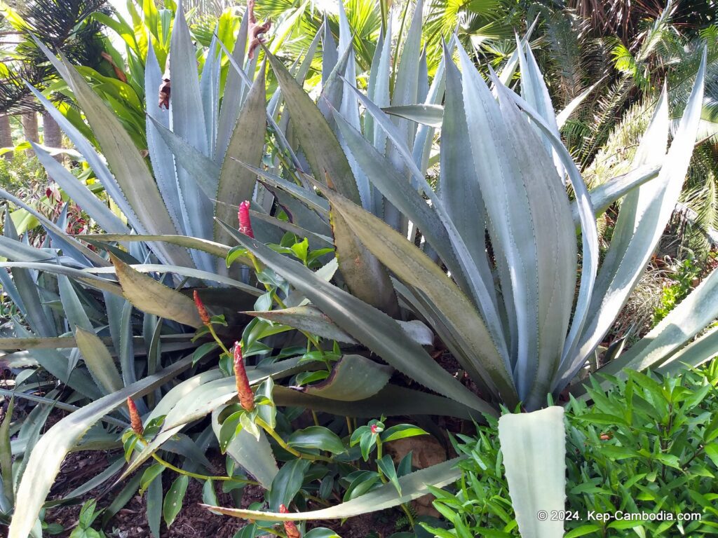 Cominsia Lodge in Kep, Cambodia.