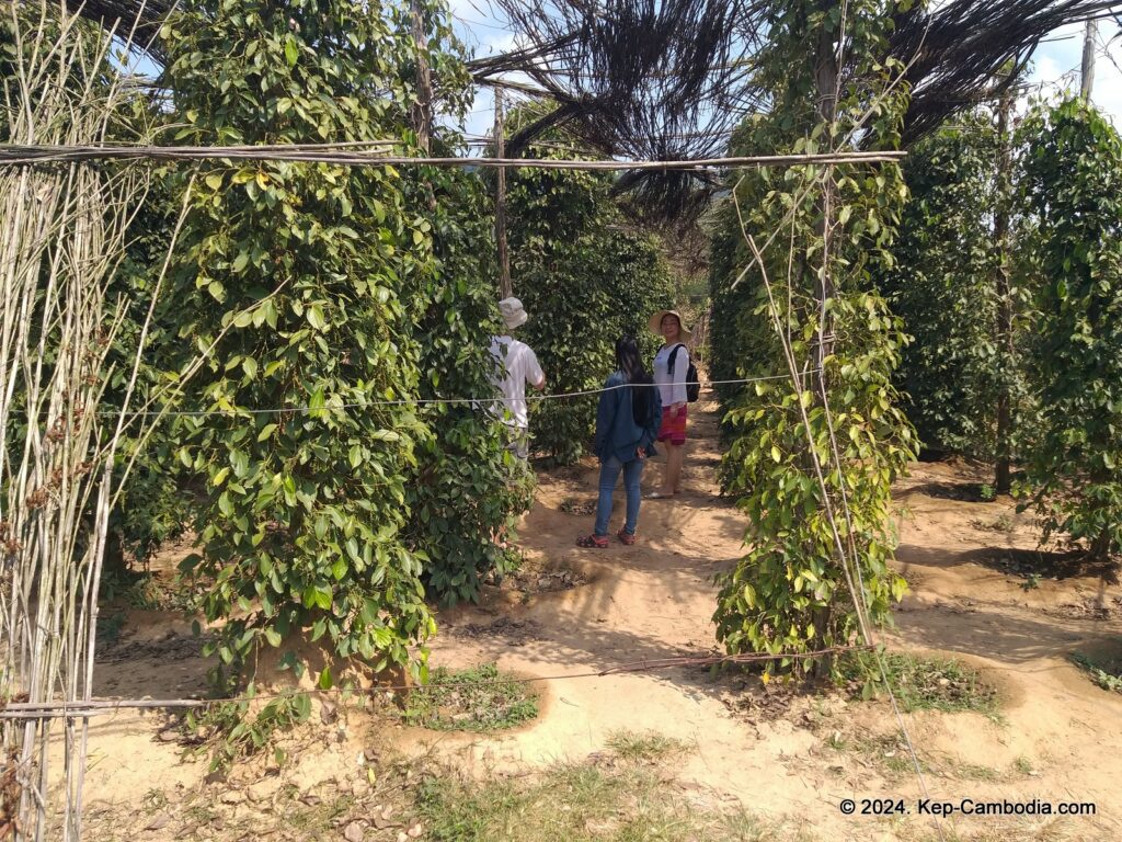 Sothy's Pepper Farm in Kep, Cambodia. Kampot Pepper.