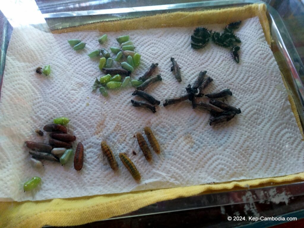 Kep Butterfly Garden in Kep, Cambodia.