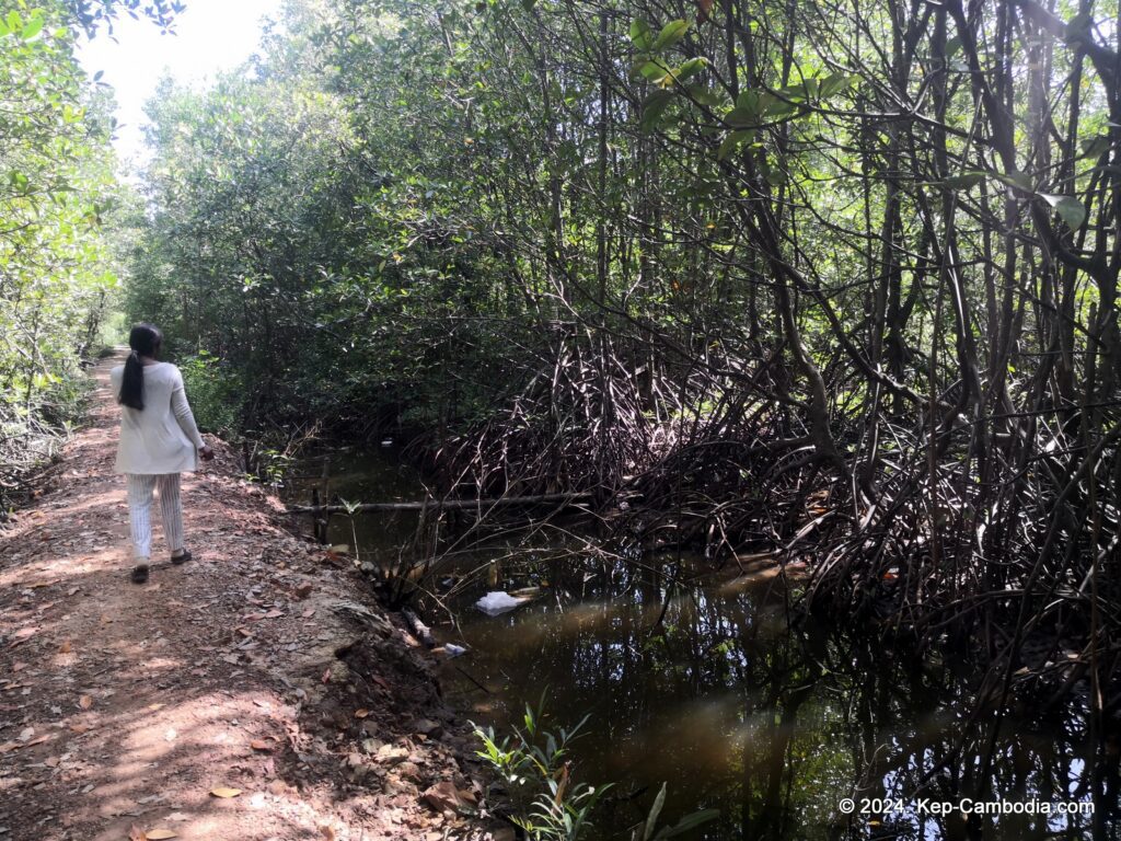 Mangrove forest in Kep, Cambodia.