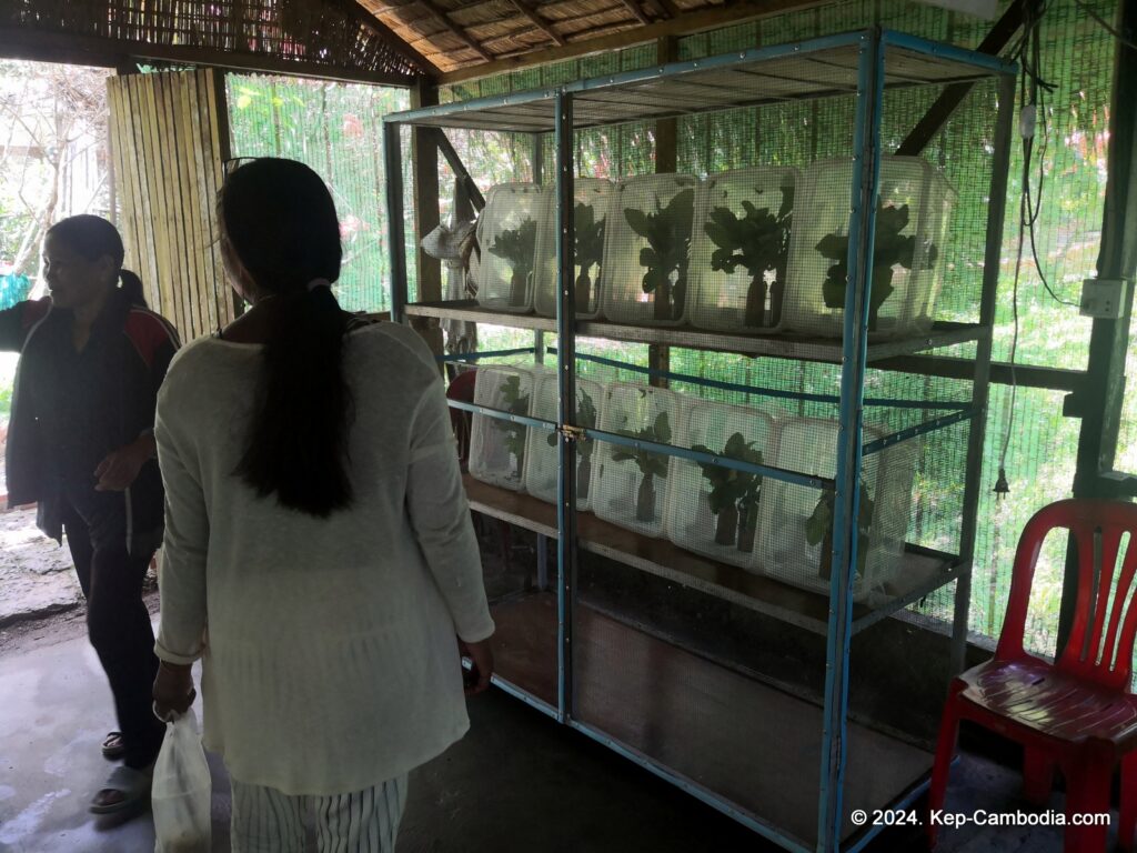 Kep Butterfly Garden in Kep, Cambodia.