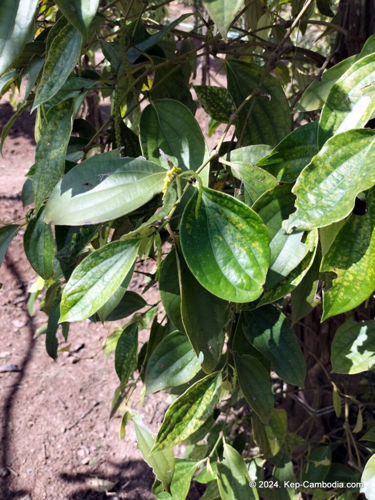 Ny Ann Pepper Plantation in Kep, Cambodia. (Kampot)