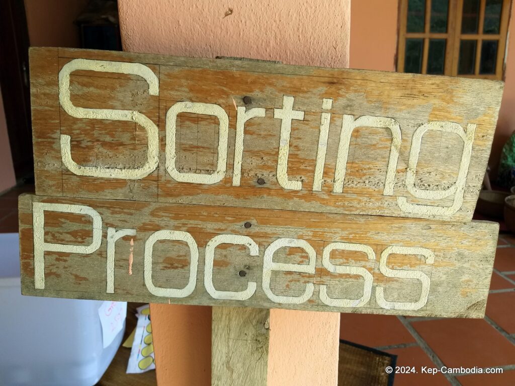 Sothy's Pepper Farm in Kep, Cambodia. Kampot Pepper.