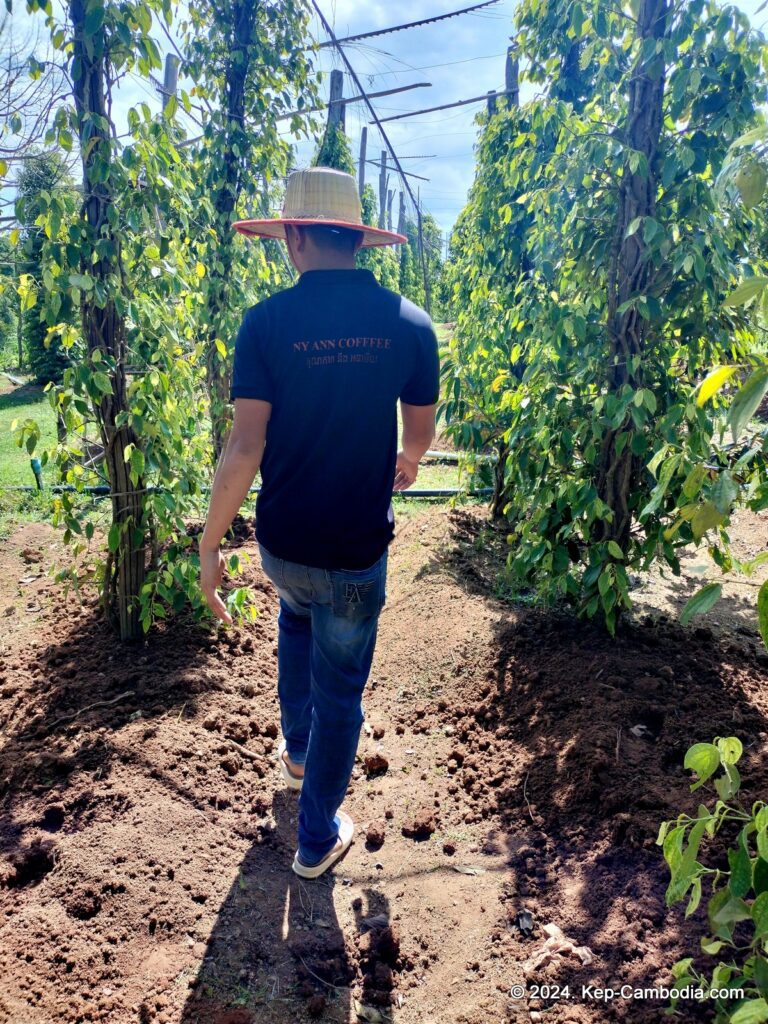 Ny Ann Pepper Plantation in Kep, Cambodia. (Kampot)