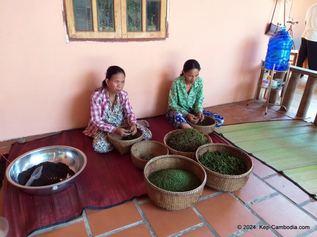 Sothy's Pepper Farm in Kep, Cambodia. Kampot Pepper.
