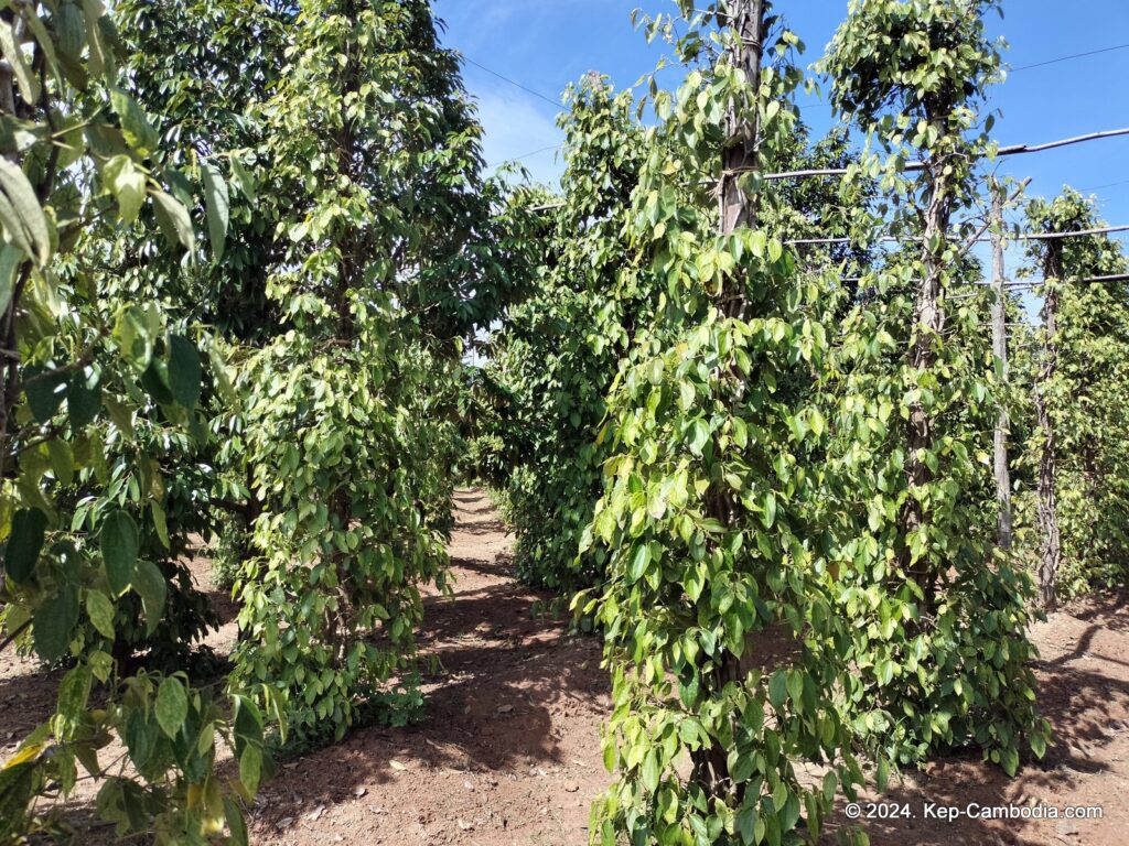 Ny Ann Pepper Plantation in Kep, Cambodia. (Kampot)