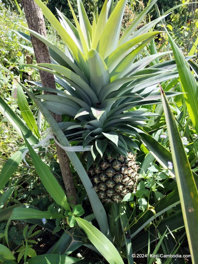 Ny Ann Pepper Plantation in Kep, Cambodia. (Kampot)