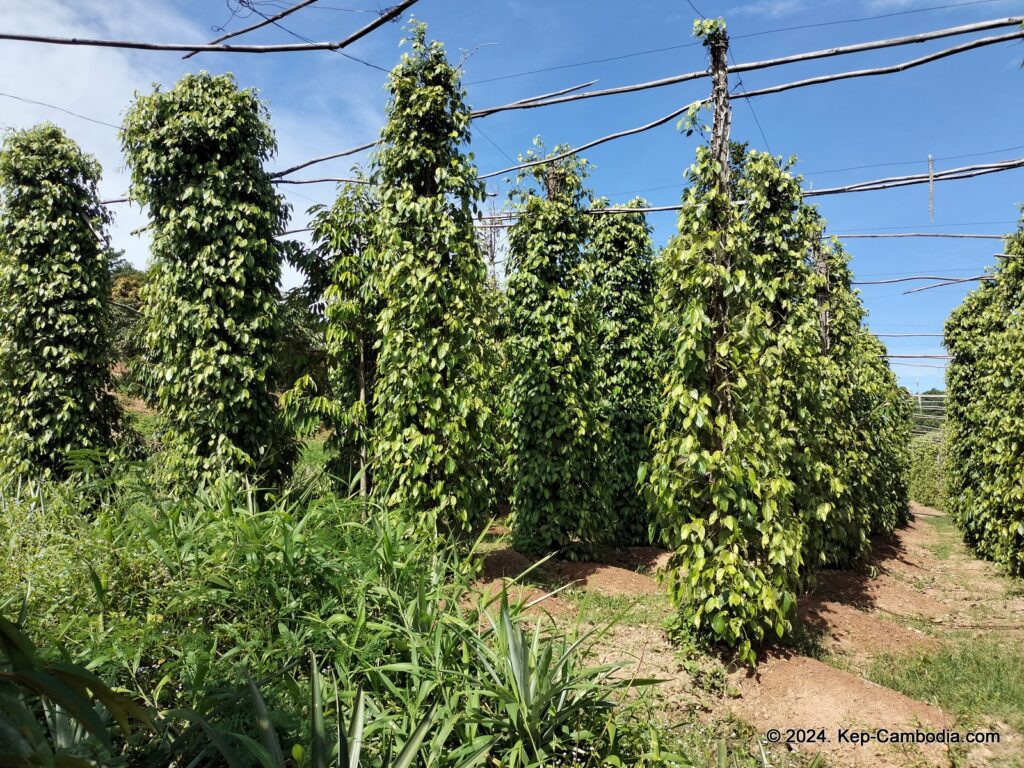 Ny Ann Pepper Plantation in Kep, Cambodia. (Kampot)
