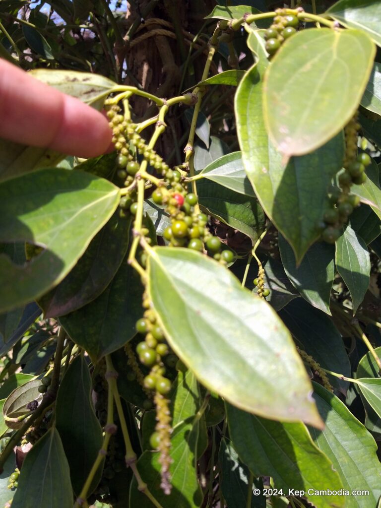 Sothy's Pepper Farm in Kep, Cambodia. Kampot Pepper.