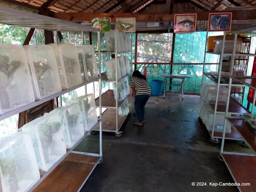 Kep Butterfly Garden in Kep, Cambodia.