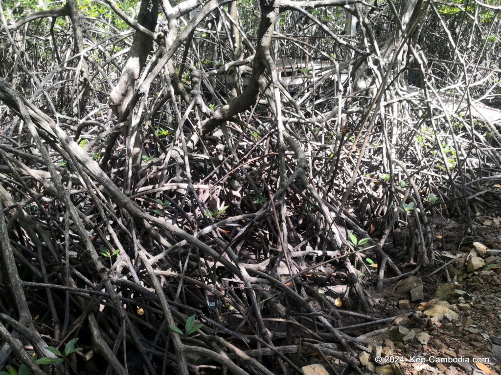 Mangrove forest in Kep, Cambodia.