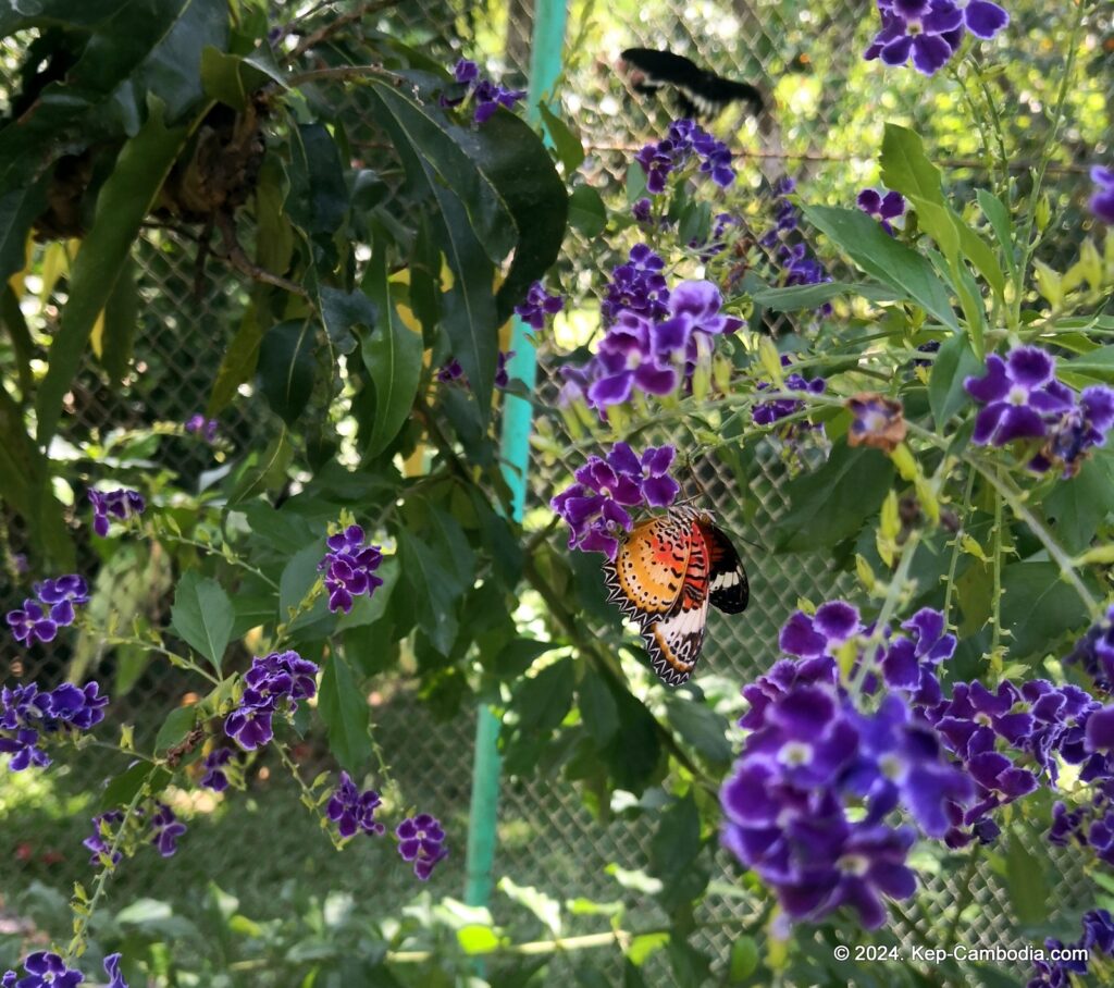 Kep Butterfly Garden in Kep, Cambodia.