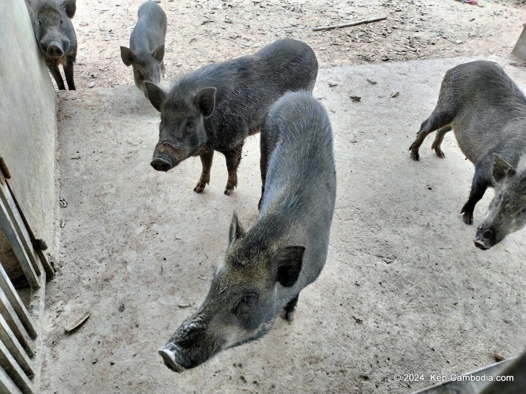 Phnom Vor Natural Paradise Resort in Kep, Cambodia and Kampot. Restaurant and Bamboo Train.