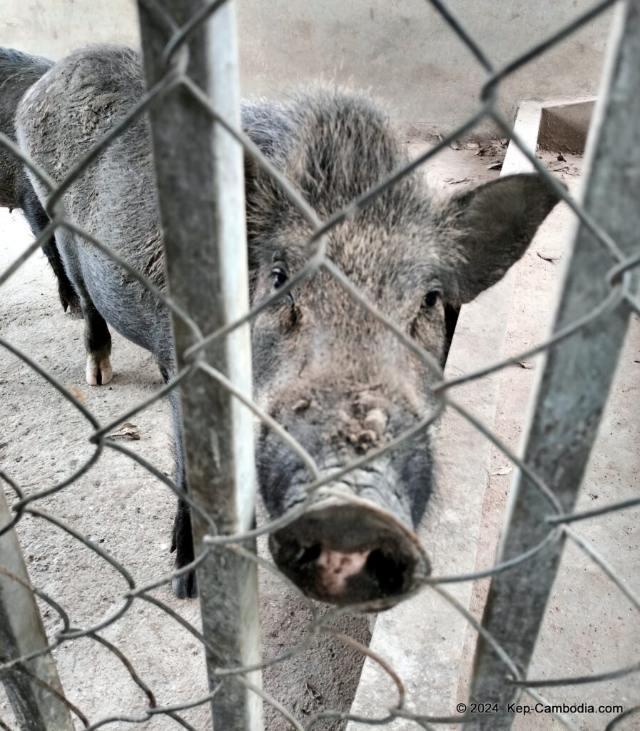 Phnom Vor Natural Paradise Resort in Kep, Cambodia and Kampot. Restaurant and Bamboo Train.