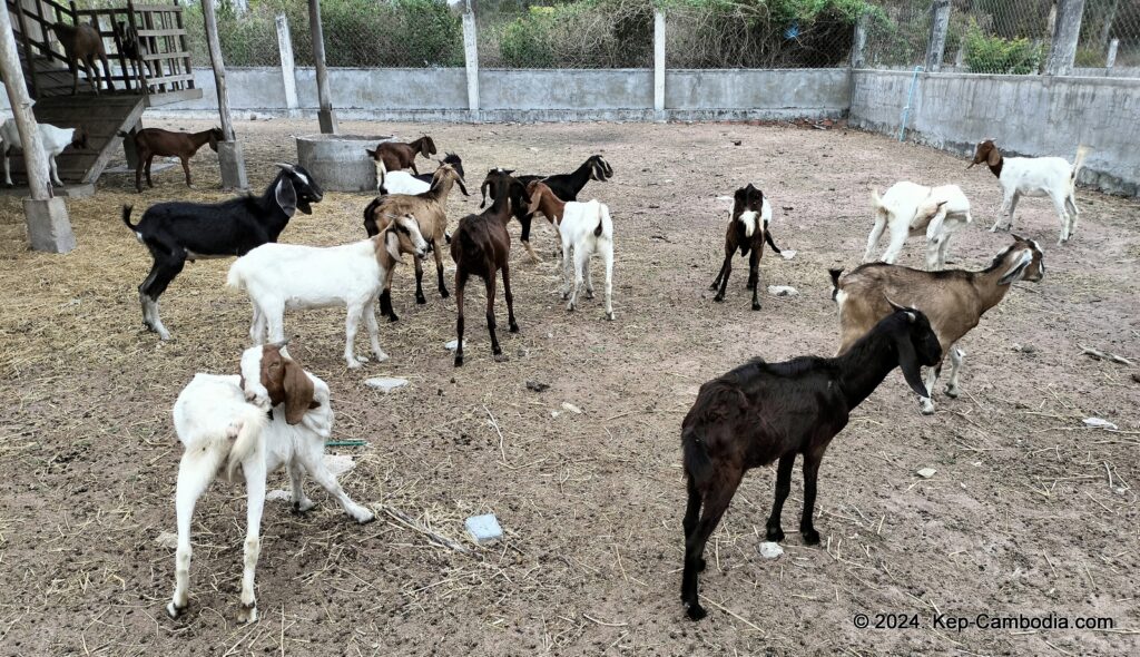 Phnom Vor Natural Paradise Resort in Kep, Cambodia and Kampot. Restaurant and Bamboo Train.