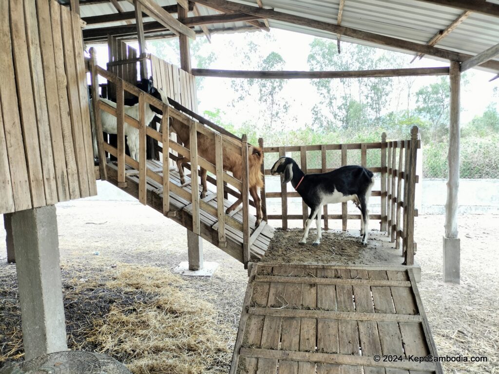 Phnom Vor Natural Paradise Resort in Kep, Cambodia and Kampot. Restaurant and Bamboo Train.