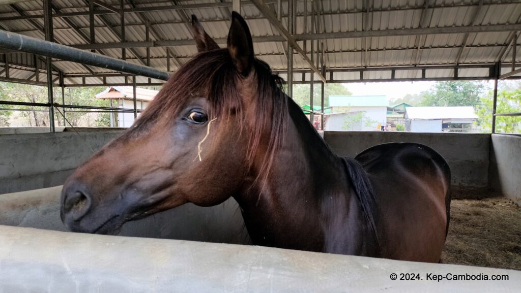 Phnom Vor Natural Paradise Resort in Kep, Cambodia and Kampot. Restaurant and Bamboo Train.