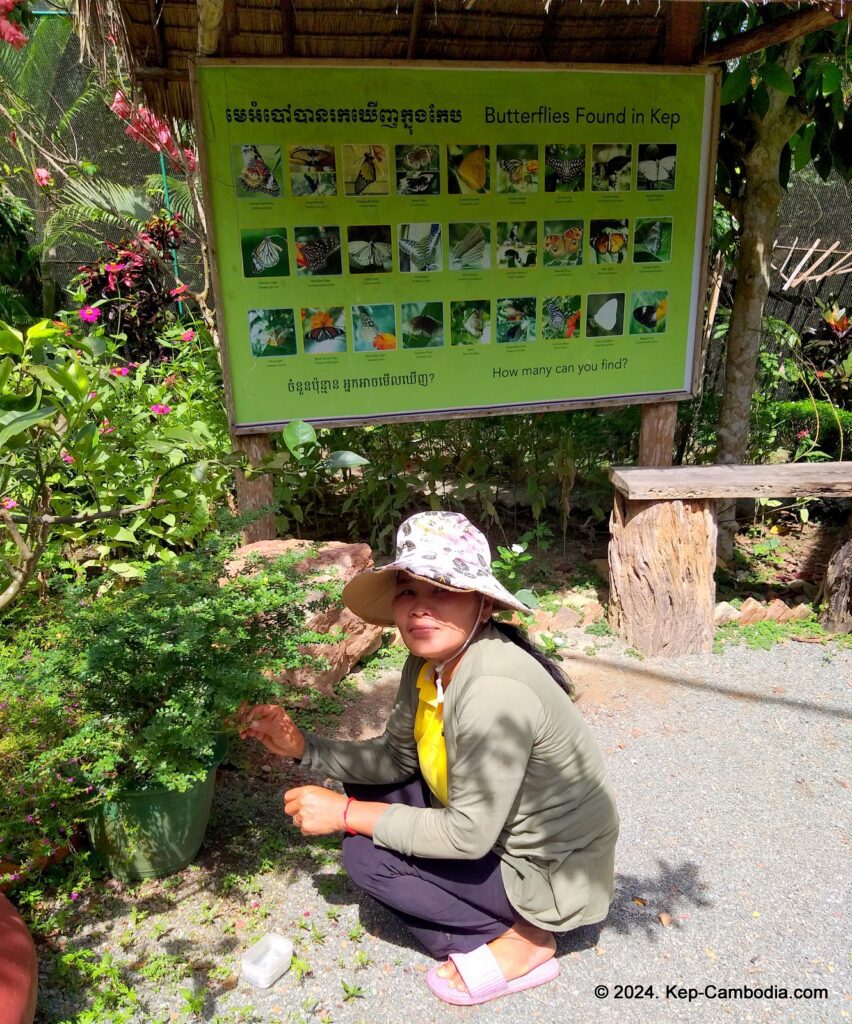 Kep Butterfly Garden in Kep, Cambodia.