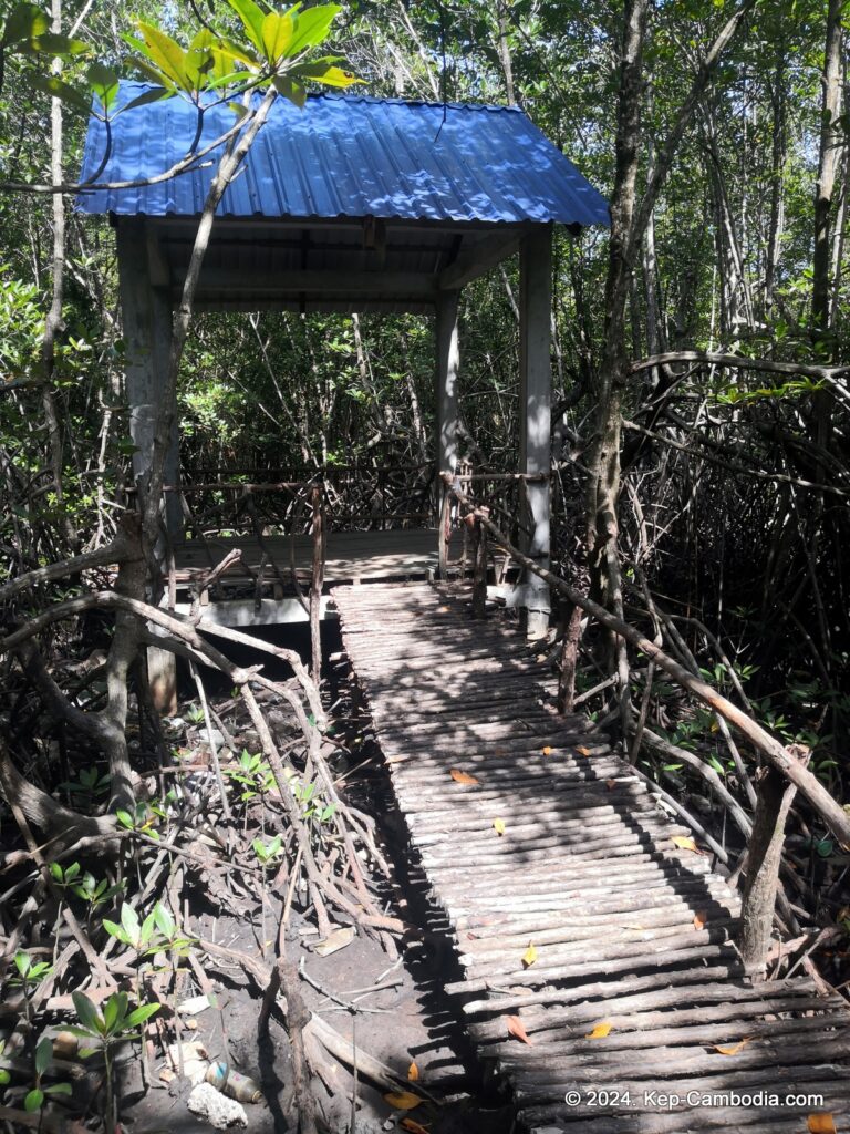 Mangrove forest in Kep, Cambodia.