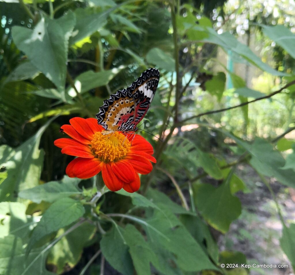 Kep Butterfly Garden in Kep, Cambodia.