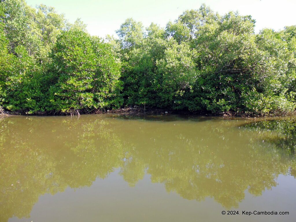 Mangrove forest in Kep, Cambodia.