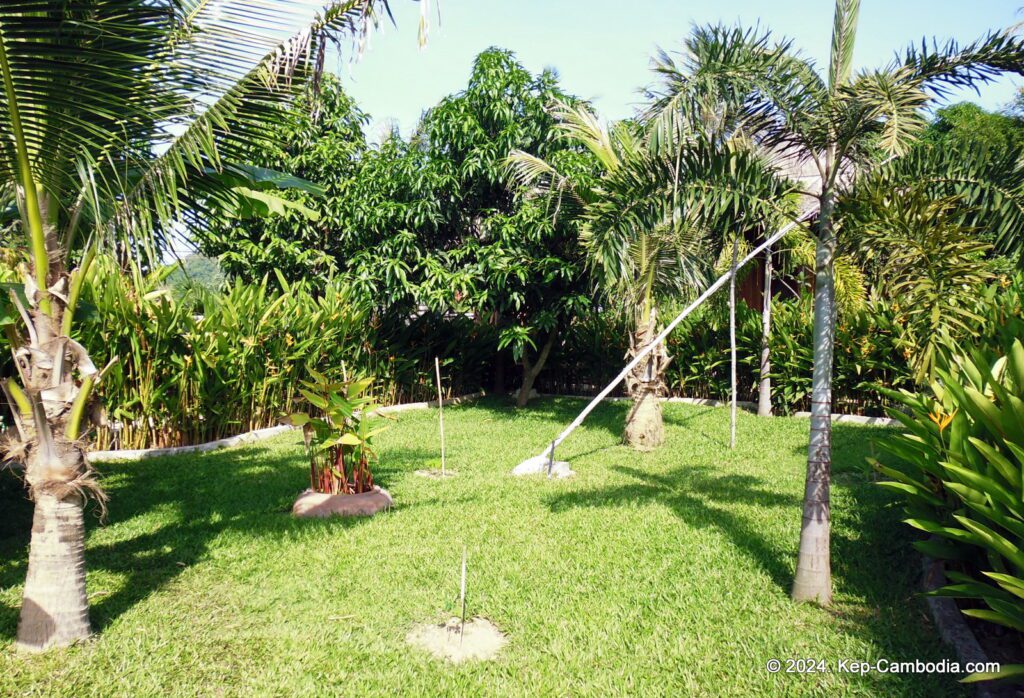 Bird's of Paradise in Kep, Cambodia.