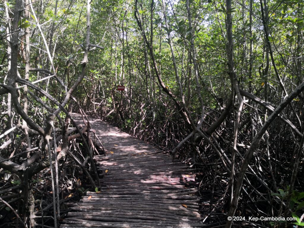 Mangrove forest in Kep, Cambodia.