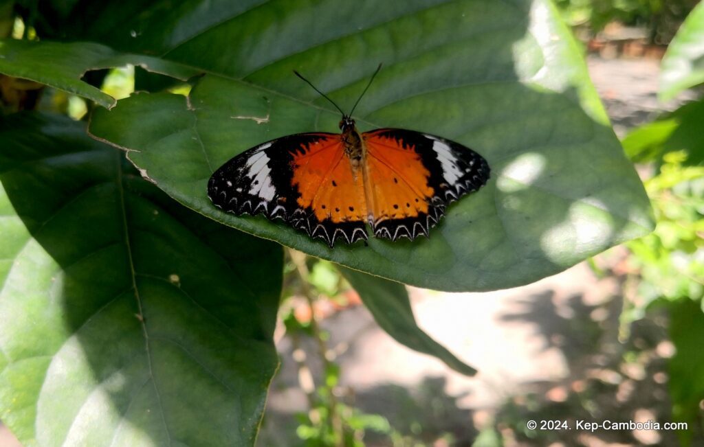 Kep Butterfly Garden in Kep, Cambodia.