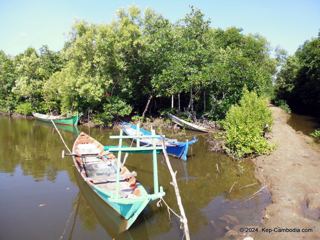 Mangrove forest in Kep, Cambodia.